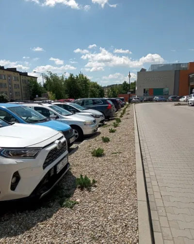 Renowacja terenów zielonych ze wsparciem WFOŚiGW – 