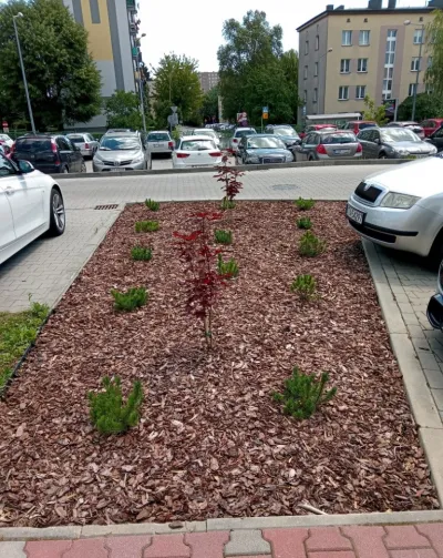 Renowacja terenów zielonych ze wsparciem WFOŚiGW – 